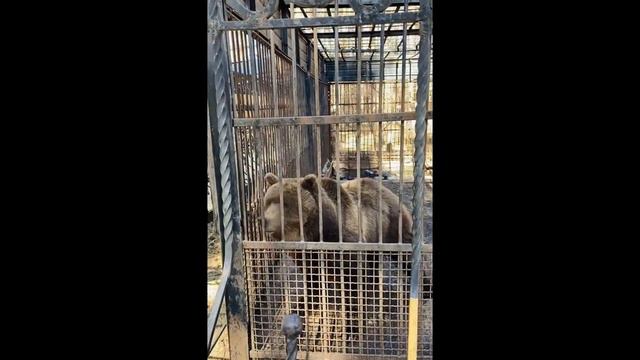 Поездка в Абзаково всей семьей🤩 смотреть онлайн