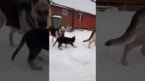 щенки ВЕО посадский страж 2020