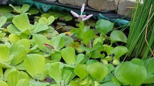 Минипруд в саду. Водный гиацинт цветет. Пистия, Нимфеи.         6.09.2022 г.