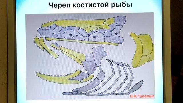 Скелет костных рыб. Часть 2 смотреть онлайн