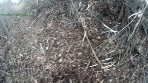 Охота на зайца, с Сайгой-20с!