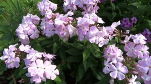 Флокс КСЕНИЯ ? обзор, описание, цветение, отзыв.