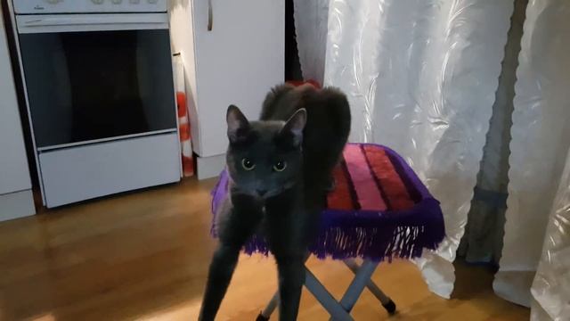 Кот у которого устали лапки. смотреть онлайн