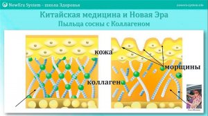 Функции коллагена, особенности приёма коллагена | Общая консультация в чате Новая Эра