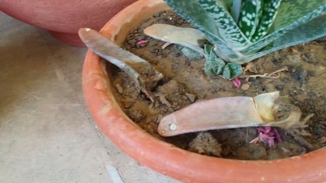 Gasteria  succulent  plant propagation update