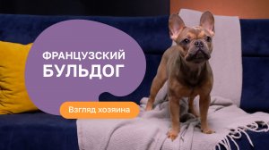 Французский бульдог: все о породе, плюсы и минусы - шоу “Ожидание/реальность”