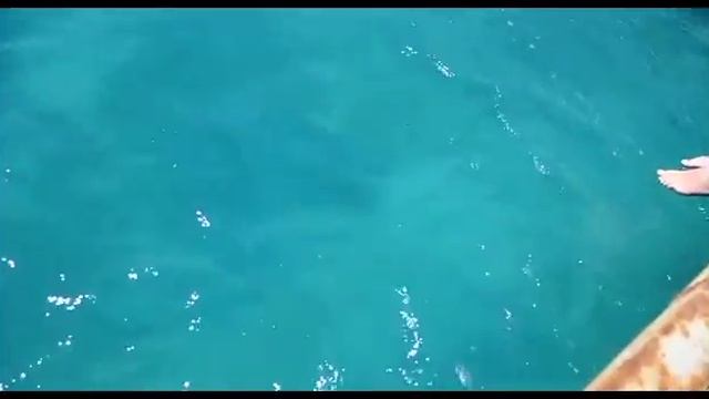 ЗООПАРК НА ПЛЯЖЕ Nubia Aqua Beach Resort. Обзор отеля часть 1. Египет.Солнечная Хургада. смотреть онлайн