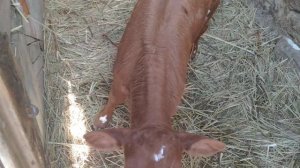 Понос , сопли у телёнка / лечение соплей и поноса у маленьких телят / вес телёнка 1 месяц