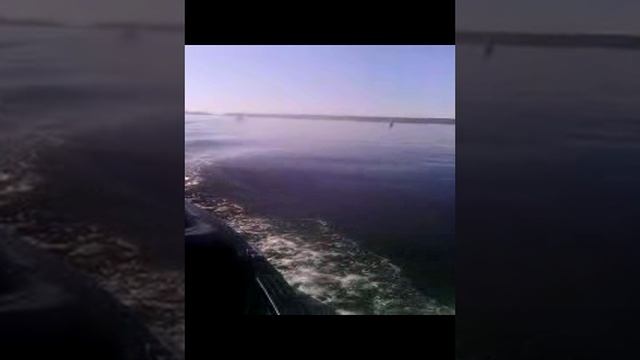 На Волге  за жерехом.! 2018.10.09