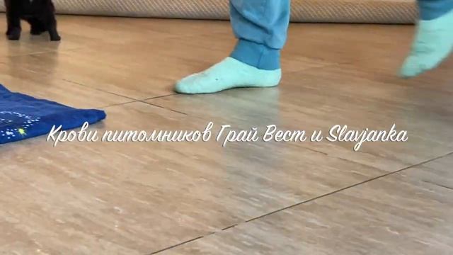 Щенки шипперке (схипперке) смотреть онлайн