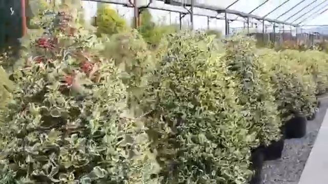 Топ садовых цветов Узбекистана. Рододендрон. Буксус. Иликс. Голубая ель. Тис. Кипарис лейланди.