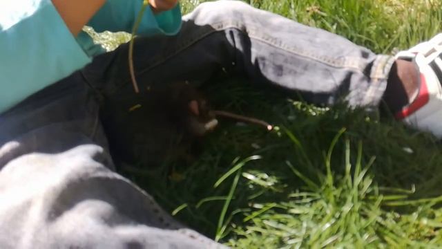 Выгул крысы на улице /My pet rats смотреть онлайн