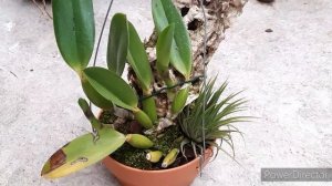 Laelia autumnalis первое цветение. Laelia jongheana первые бутоны. Дендробиум. Орхидеи в теплице.