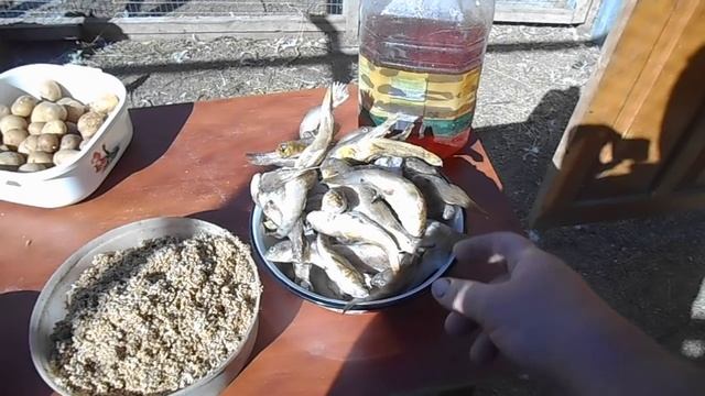 Куры Адлерские серебристые начали нестись в 5 мес. 4 дня. Эконом. кормление. смотреть онлайн