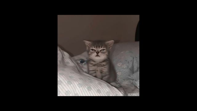 Arctic Monkeys - 505 (sped up)