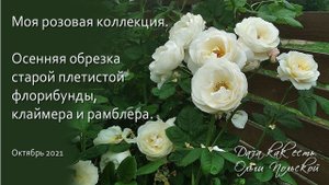 Осенняя обрезка старой плетистой флорибунды, клаймера и рамблера | Дача как есть. Хроника 2021
