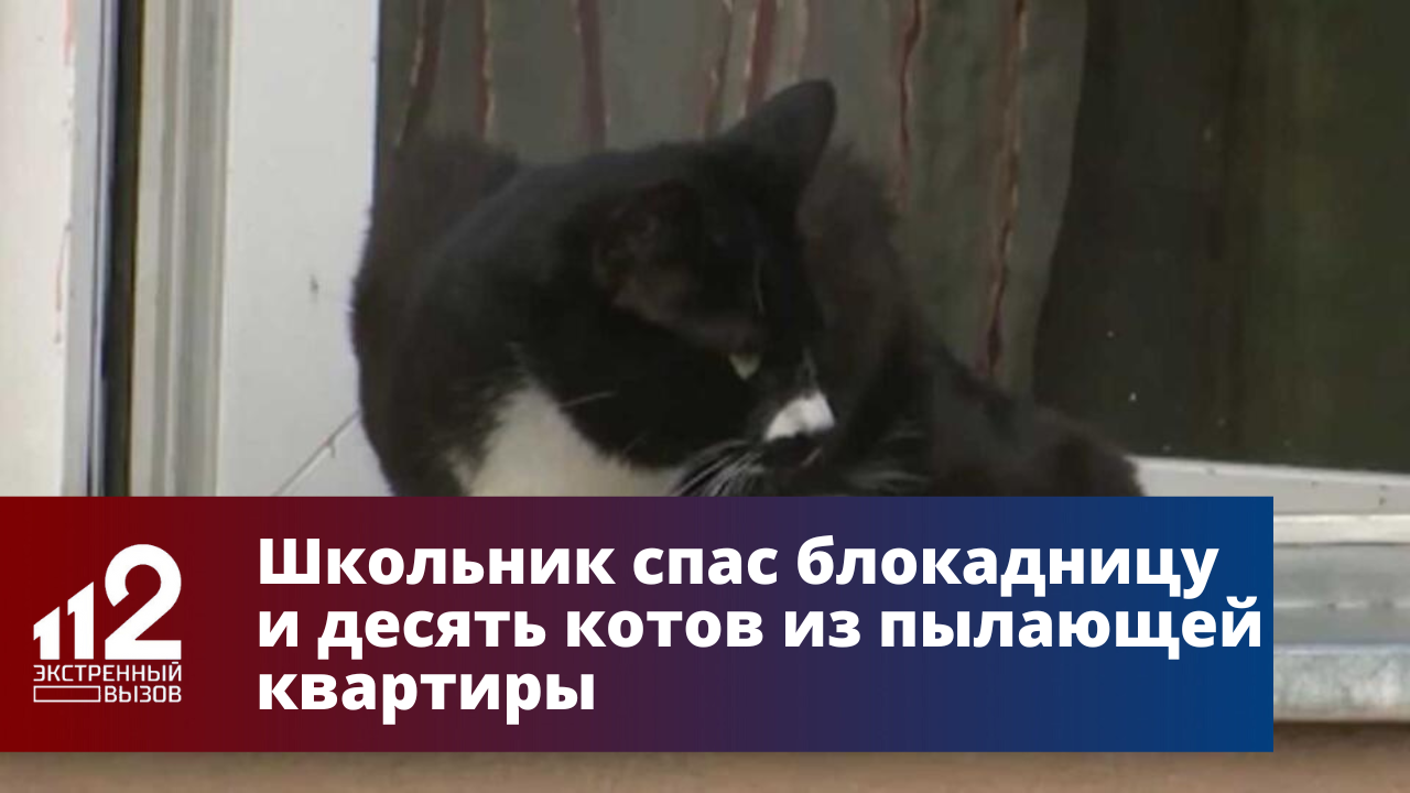 Школьник спас блокадницу и десять котов из пылающей квартиры