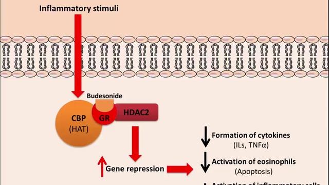 Budesonide - Mechanism of Action смотреть онлайн