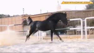 АРАБСКИЕ ЛОШАДИ.  КЛИП♥ (ОПИСАНИЕ)