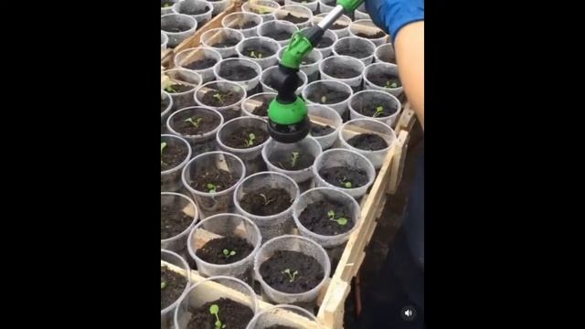 Рассада цветов и овощей