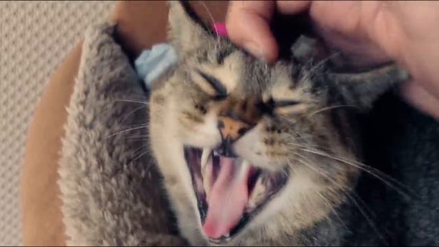 С НОВЫМ КÓТОМ! 😻 КОТОЖИЗНЬ! смотреть онлайн