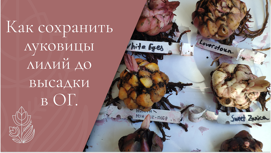 Как хранить луковицы лилий до весны. Как хранить луковицы лилии зимой. Луковица лилии в стадии роста. Луковицы лилии купили в феврале что делать. Садовод луковицы лилии опт Эльнур.