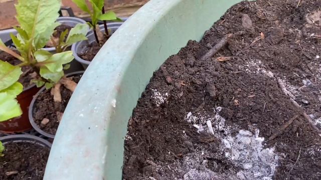 Георгины! ПОСАДКА в Горшок ! Групповые посадки георгин. How to plant out Dahlias. London.