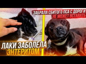 Тедди лежал несколько дней сбитый машиной без помощи и не может вставать. Лаки ЗАБОЛЕЛА Энтеритом.
