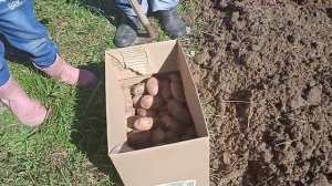 Рассада картошки Способы рассады картошки. Сажаем картошку Мои любимые внуки Помощники.