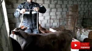 замеры телят. сколько кг весят телята. симментал 6 месяцев. швец 4 месяцев абердин 4 месяца