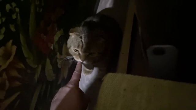 МАСЯ и МИТЯ перед сном развлекают ПАПУ