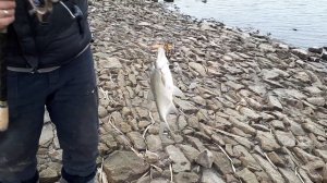 Зимняя рыбалка в глухозимье ловля канального сомика зимой на улитку и макушатники