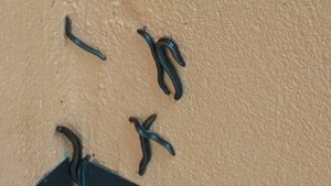 Наш дом атакуют кивсяки.