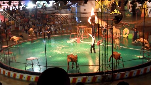 Шоу Тигров.  Тигровый зоопарк Сирача / Siracha Tiger Zoo (Тайланд) - 6