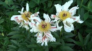 Пион ГРИН ХАЛЛО ? Paeonia GREEN HALO: обзор, описание, цветение, отзыв