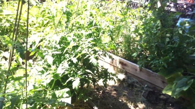 How the Jungle Grows смотреть онлайн