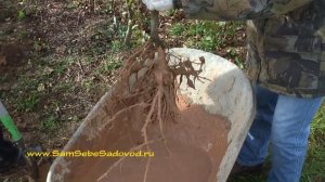 Выкапываем саженцы и прикапываем их на хранение.