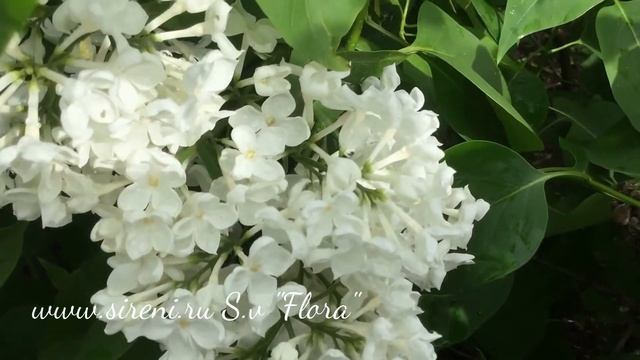 Сорт сирени s.v "Flora" смотреть онлайн