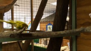 Мирочка в контактном зоопарке "Простоквашино" Екатеринбург