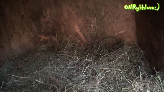 Собака на сене /Как утепляем будку на зиму смотреть онлайн