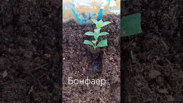 Перевалка черенков метельчатых гортензий #flower #plant #гортензия #garden смотреть онлайн