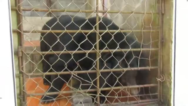 ВЬЕТНАМ! ДАЛАТ! Парк Пренн и Пагода Линь Фуок в Далате храм из бутылок смотреть онлайн