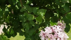 Сирень Мейера Палибин на штамбе. Syringa meyeri Palibin.