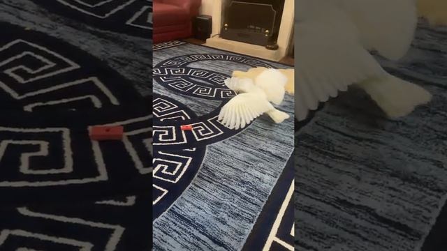 Попугай Белый Какаду танцует, Parrot White Cockatoo dancing: #shorts