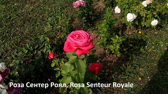 Розы замечательного здоровья и интенсивного аромата, яркого облика! Роза Сентер Роял и Биг Перпл. смотреть онлайн