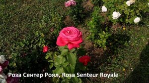 Розы замечательного здоровья и интенсивного аромата, яркого облика! Роза Сентер Роял и Биг Перпл.