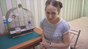 Воробьиный попугай  Определяем пол