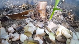 загнивание банана