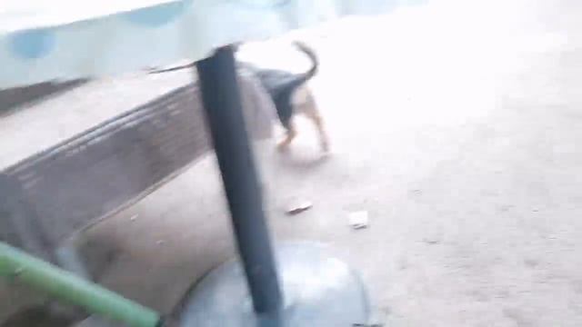 Багира устроена на работу. Сильву выписывают из клиники. смотреть онлайн