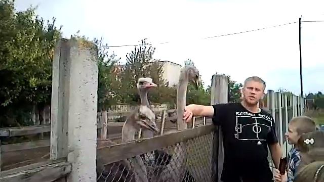 Маленькая страусиная ферма 3 смотреть онлайн